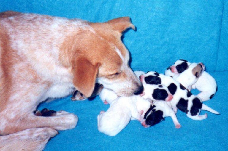 Canaan Dog Puppies
