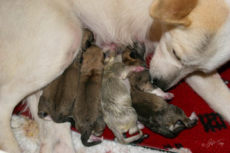 Canaan Dog Puppies