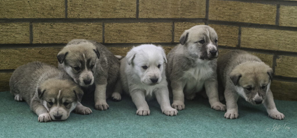 Canaan Dog Puppies